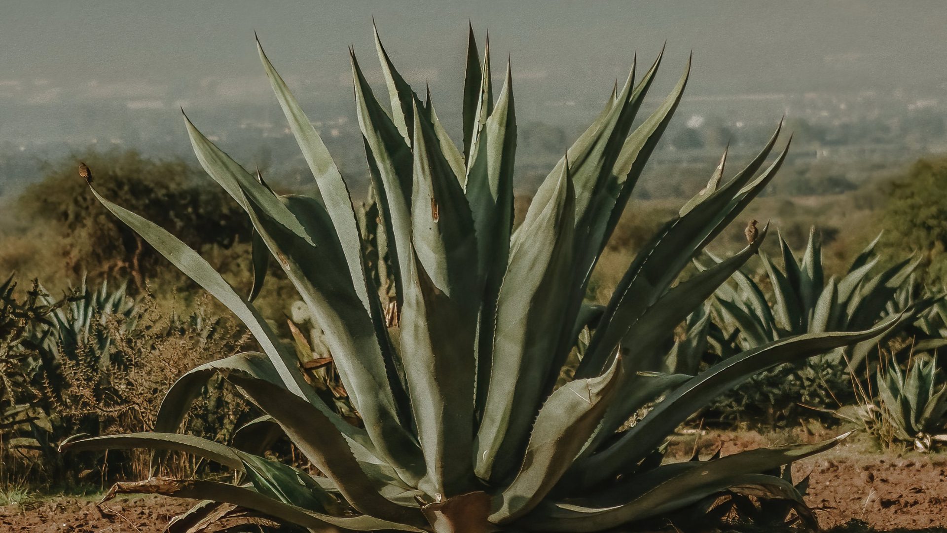 Esplora la storia del Mezcal, la sua produzione artigianale e l’importanza della formazione mixology con Ad Horeca per sfruttarne al meglio le potenzialità.