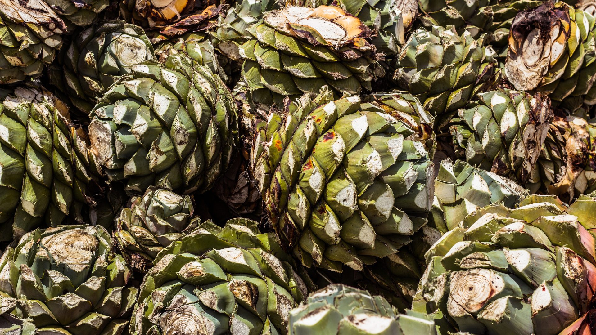 Esplora la storia del Mezcal, la sua produzione artigianale e l’importanza della formazione mixology con Ad Horeca per sfruttarne al meglio le potenzialità.